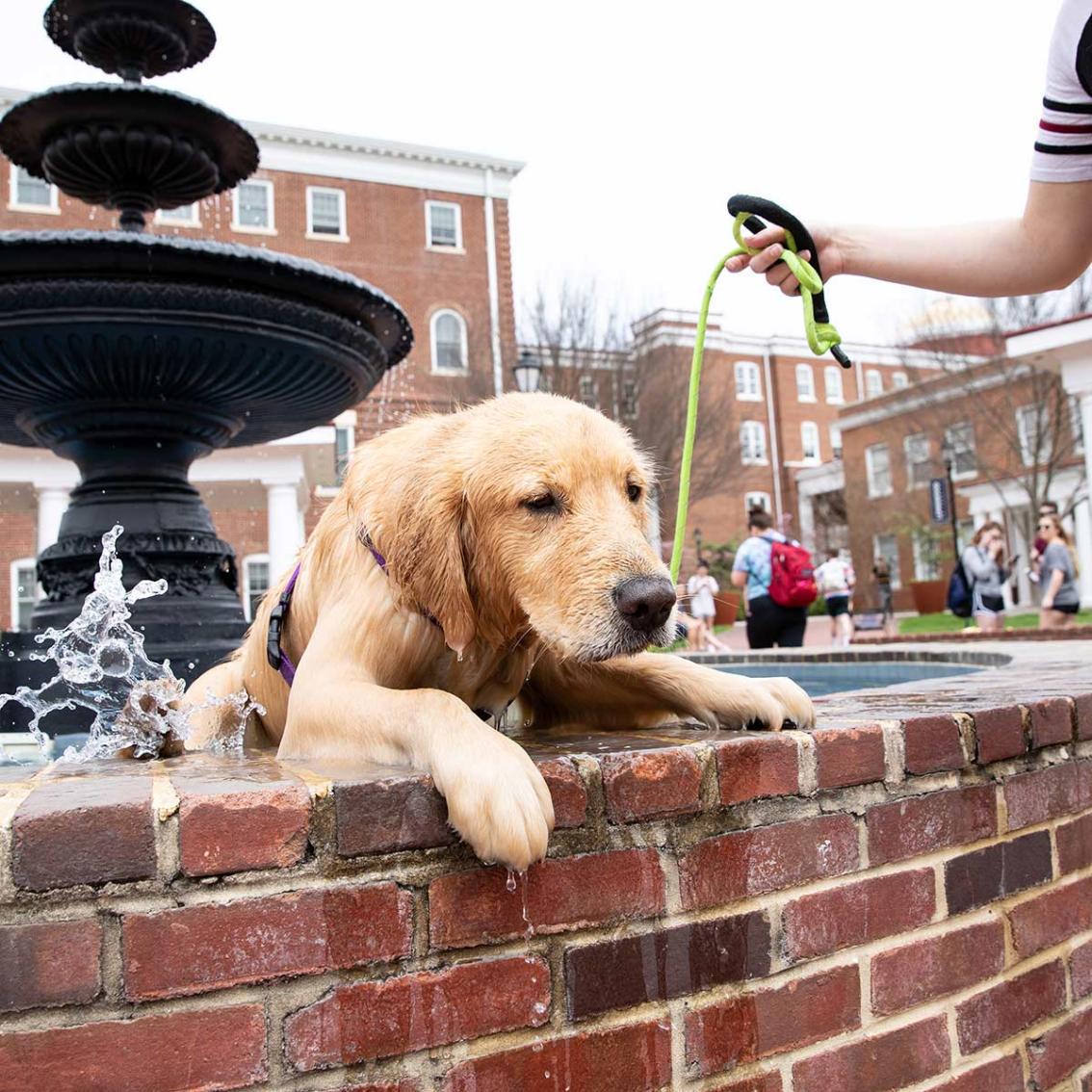 Who&rsquo;s a good boy? Even our canine pals need a place to cool off on warm Virginia days.