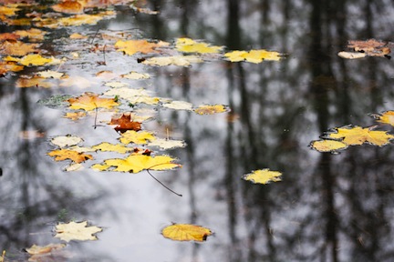 Leaves on water